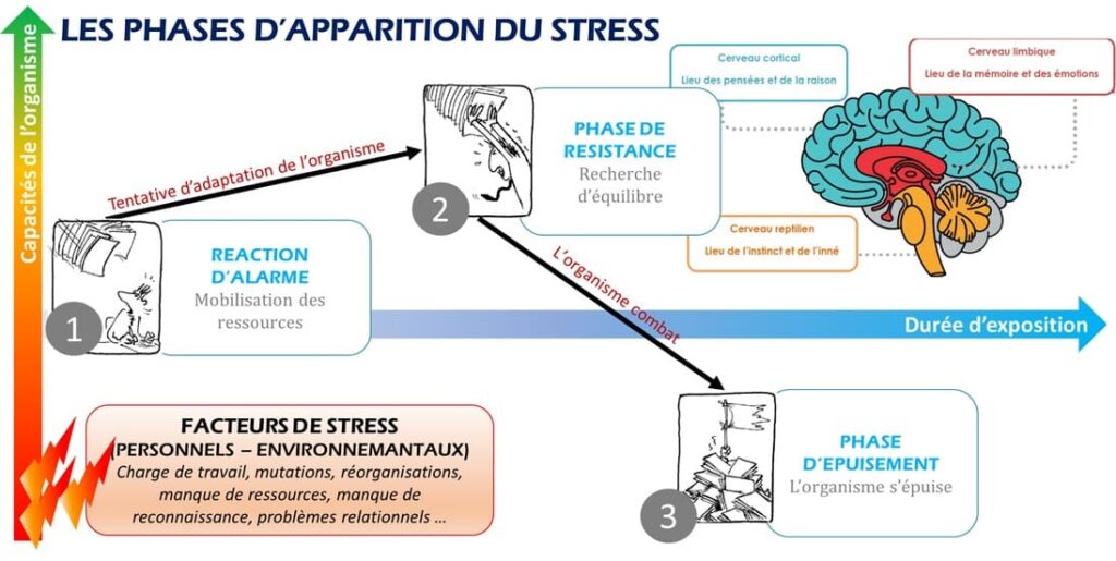 Schéma des phases d'apparition du stress